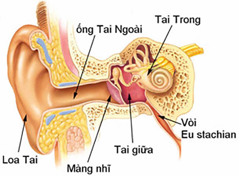 cấu tạo của tai