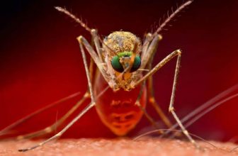 10 cách đuổi muỗi bằng sả ở phòng ngủ bếp ăn vĩnh viễn dễ làm