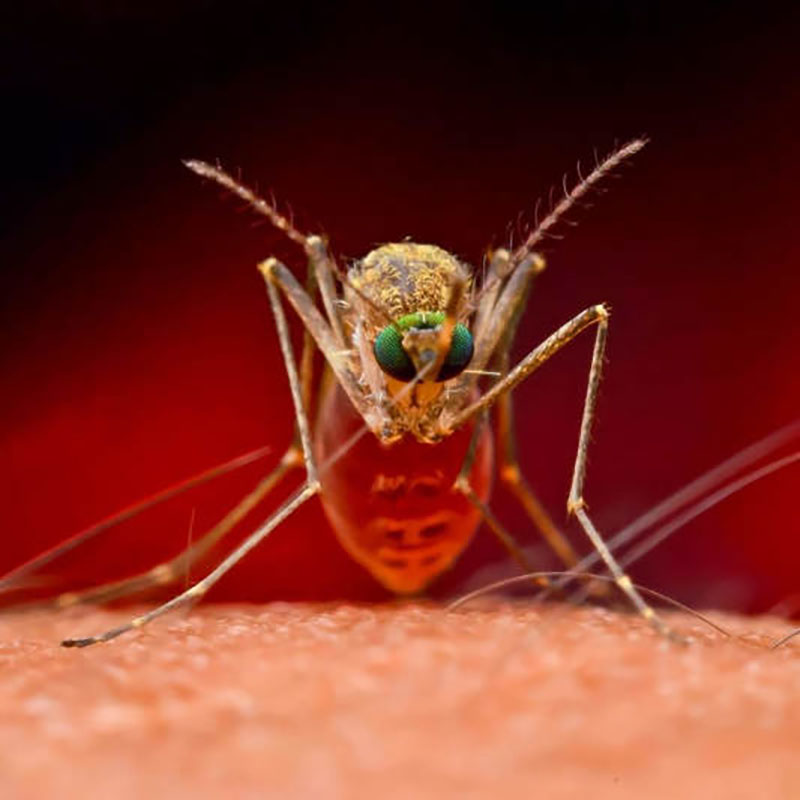 10 cách đuổi muỗi bằng sả ở phòng ngủ bếp ăn vĩnh viễn dễ làm