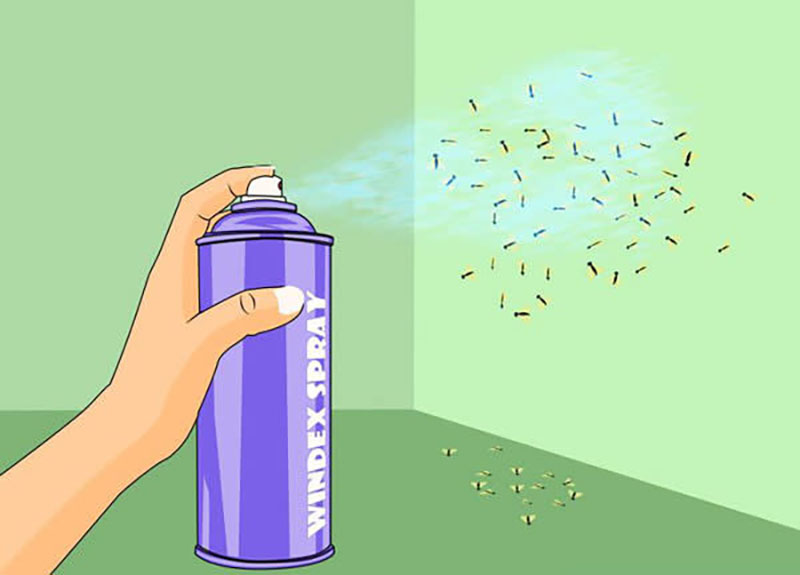 Dùng tinh dầu thiên nhiên để đuổi ruồi