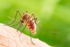 19 cách diệt muỗi trong phòng ngủ hiệu quả bằng mẹo dân gian dễ làm
