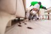 20 cách diệt côn trùng tại nhà đơn giản hiệu quả