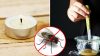 33 cách diệt ruồi giấm vàng xanh tại nhà ngoài quán ăn không tốn kém