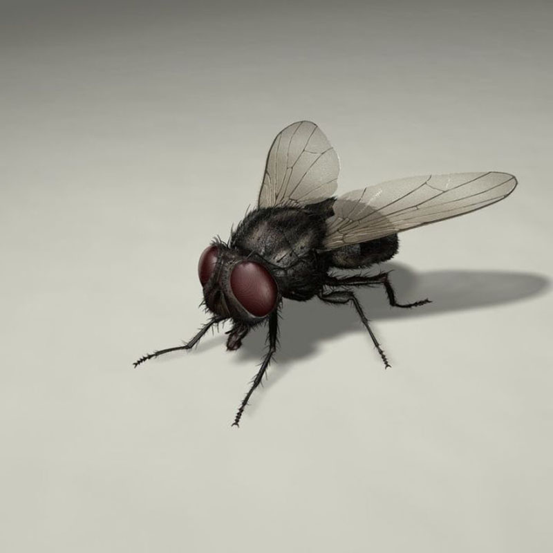 Tại sao nhà lại có nhiều ruồi