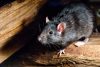 4 Lưu ý để sử dụng thuốc diệt chuột an toàn và hiệu quả