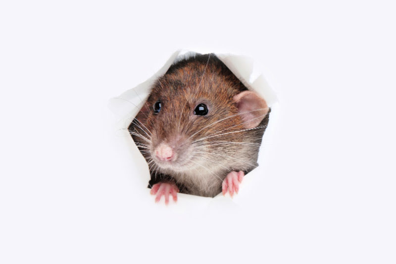5 Lưu ý để chuột không ghé thăm và cư ngụ trong nhà những ngày đầu năm