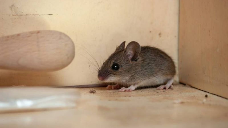 5 Lưu ý giúp đuổi chuột ra khỏi nhà thành công