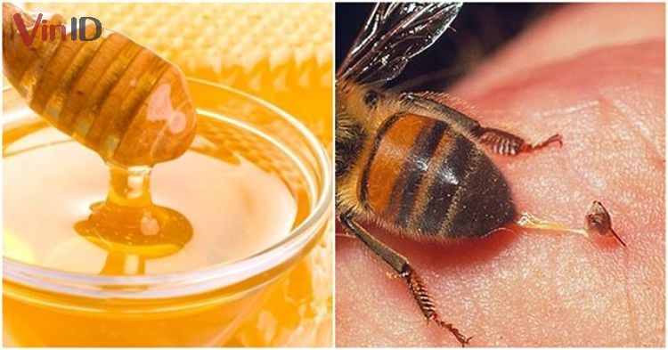 Bôi mật ong lên vết ong đốt