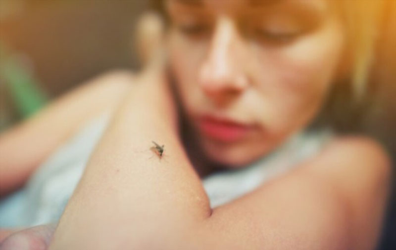 Bị muỗi đốt nhiều có bị sốt xuất huyết không