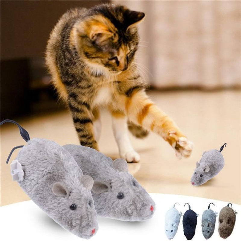 Cách diệt chuột nhắt bằng mèo