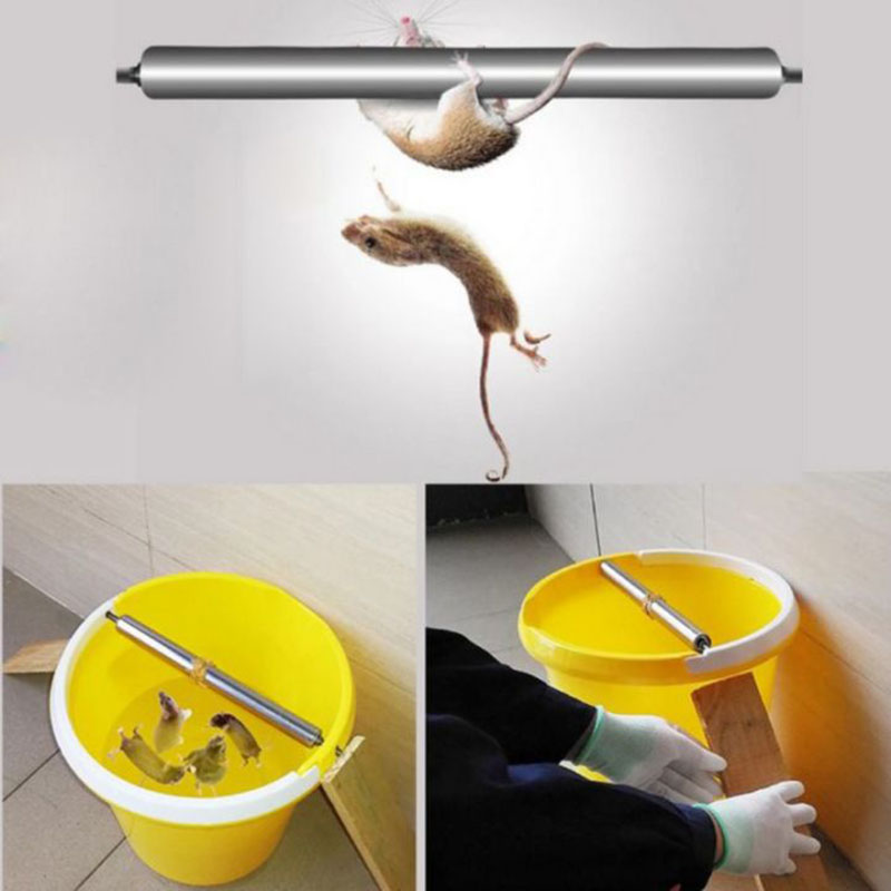 Cách diệt chuột bằng thùng nước