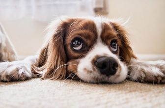 Cách diệt ve chó bằng thuốc trừ sâu an toàn trong nhà bạn nên biết