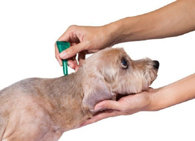 Sử dụng các loại thuốc xịt để diệt ve chó trong nhà tận gốc