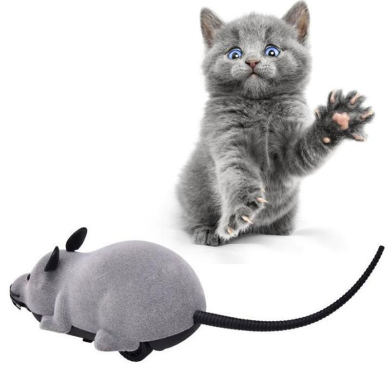 Cách đuổi chuột ra khỏi phòng bằng mèo