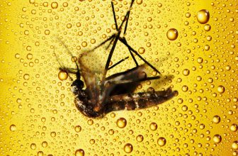 Đuổi muỗi bằng bia hiệu quả bất ngờ, nhanh chóng bạn có thể làm tại nhà
