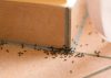 Kiến ba khoang hoạt động mạnh vào mùa nào và cách diệt kiến