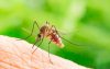 Muỗi đốt ngứa nhiều ngày: Nguyên nhân, Cách xử lý và Lưu ý