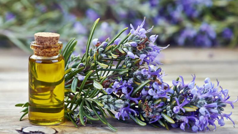Tinh dầu hương thảo có khả năng phục hồi tóc hư tổn rất tốt