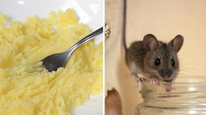 Tại sao chuột thường xuất hiện trong nhà