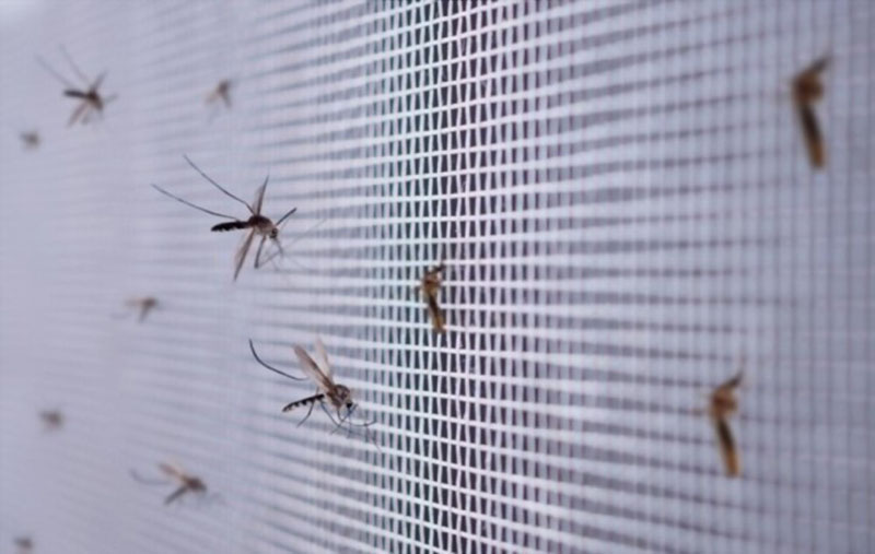 Tại sao nên sử dụng cửa lưới chống muỗi cố định