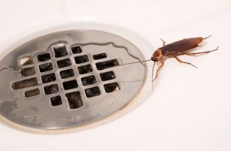 Vì sao bạn cần diệt sạch côn trùng trong nhà vệ sinh