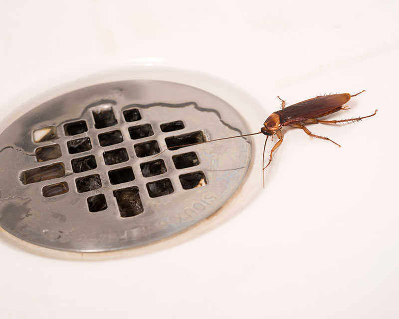 Vì sao bạn cần diệt sạch côn trùng trong nhà vệ sinh
