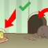 Cách đuổi chuột bằng tinh dầu bạc hà an toàn, hiệu quả