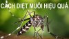 3 nguyên nhân nhà nhiều muỗi mùa lạnh và 10 cách đuổi muỗi dễ ợt