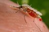 7 Cách diệt muỗi anophen phòng bệnh hiệu quả nhất bạn cần biết