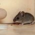 Cách đuổi chuột trong nhà với các mẹo đơn giản bạn nên biết