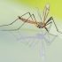 Tìm hiểu 6 cách chống muỗi đốt cực kỳ đơn giản