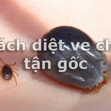 Cách diệt ve chó tận gốc cho chó và trên tường nhà