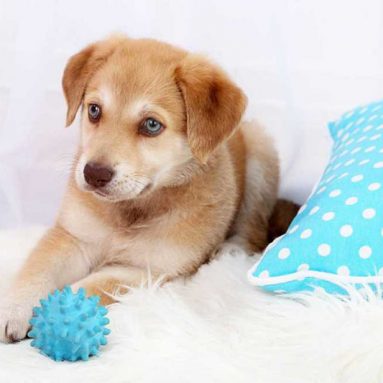 Cách diệt ve chó trong nhà đơn giản mà hiệu quả vô cùng bạn nên biết