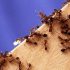 Kiến ba khoang hoạt động mạnh vào mùa nào và cách diệt kiến?