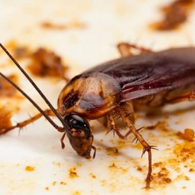 Cách diệt gián tận gốc và đuổi gián hiệu quả