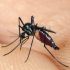 3 Lưu ý khi dùng thuốc diệt muỗi trong nhà