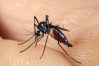 Muỗi có sợ mùi dầu gió không? Cách đuổi muỗi bằng dầu gió và nước