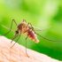 Cách đuổi muỗi bằng cây hương thảo hiệu quả và an toàn