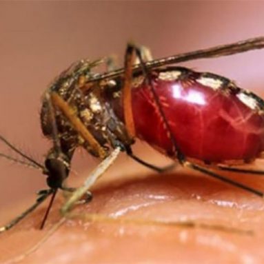Dấu hiệu sốt xuất huyết – Cách đuổi và diệt muỗi hiệu quả