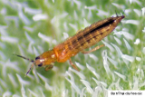 Top 7 cách diệt bọ trĩ bằng phương pháp sinh học tại nhà an toàn